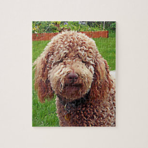 Labradoodle "Stella" pussel
