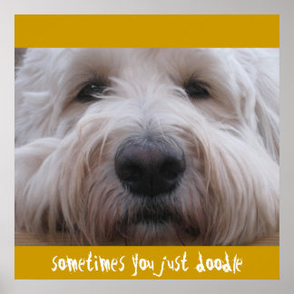 Labradoodle Thoughts Poster