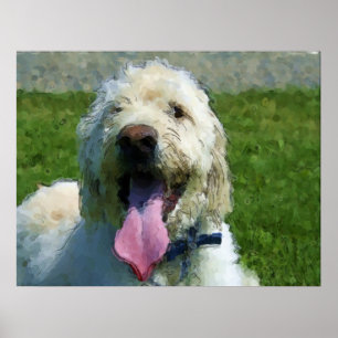 Labradoodle tryck