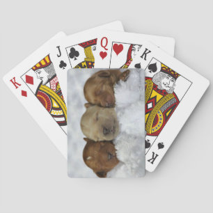 Labradoodle valp som leker kort casinokort