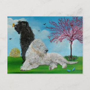Labradoodle Vår Vykort