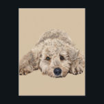Labradoodle Vykort<br><div class="desc">Bild av Vicki Newton</div>