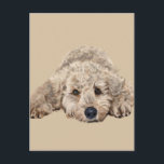 Labradoodle Vykort<br><div class="desc">Bild av Vicki Newton</div>