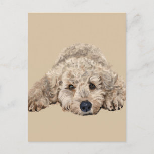 Labradoodle Vykort