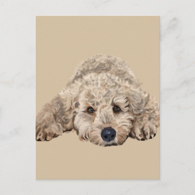 Labradoodle Vykort (Framsida)