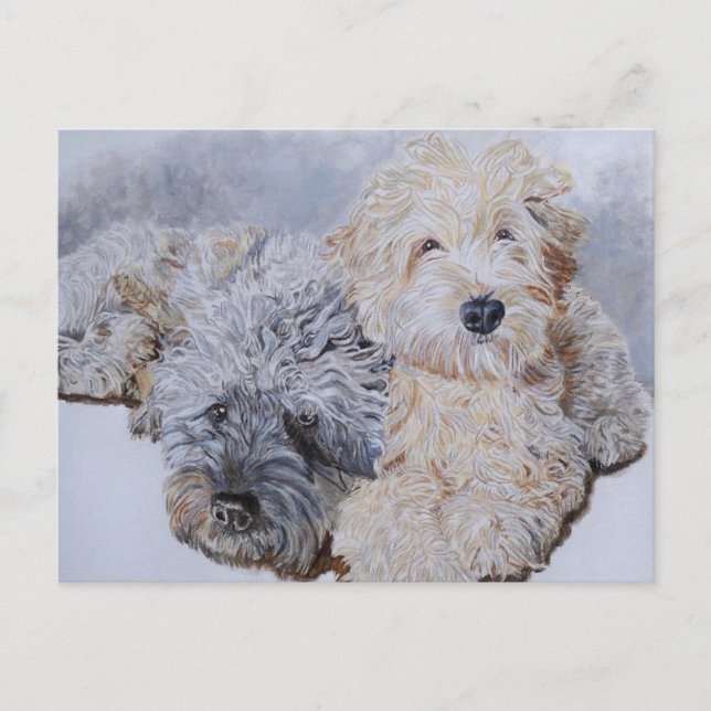 Labradoodles Two Post Card Vykort (Framsida)