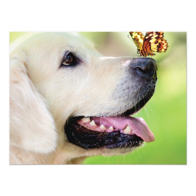 Labrador And Butterfly Throw Pillow Fototryck (Framsidan)