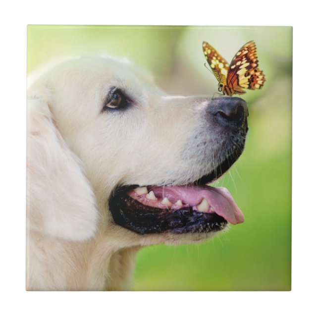 Labrador And Butterfly Throw Pillow Kakelplatta (Framsidan)