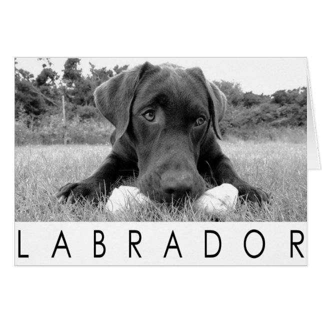 Labrador B&W Hälsningskort (Framsidan Horizontal)