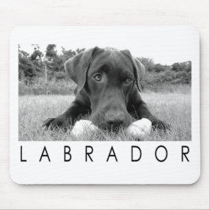 Labrador B&W Musmatta