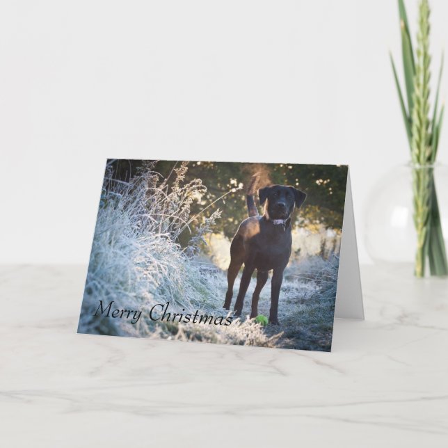 Labrador - Black Helgkort (Framsida)