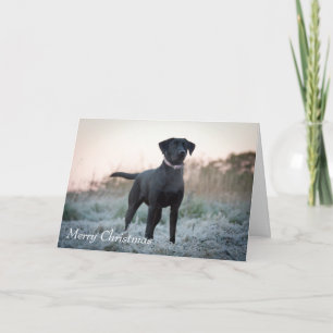 Labrador - Black Helgkort