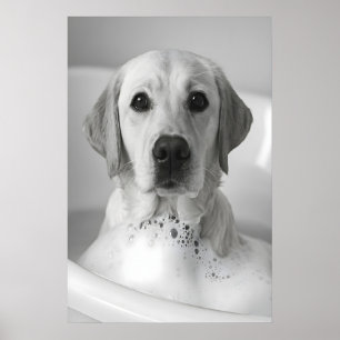 Labrador Bubble Bath Print, Rolig Hund Badrum Kons Poster