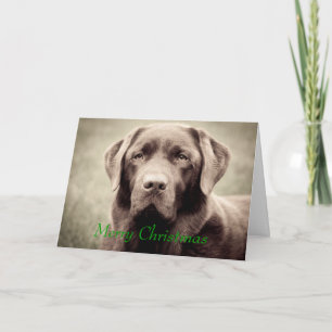 Labrador - Chocolat Helgkort