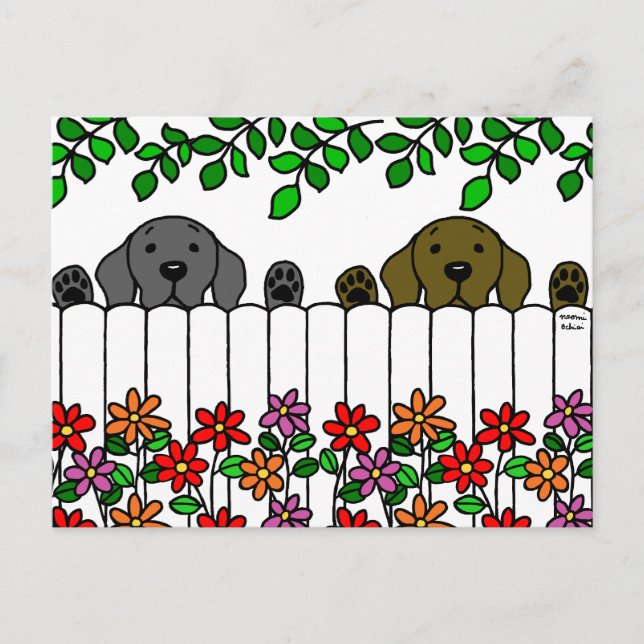 Labrador Duo tittar på dig Vykort (Framsida)