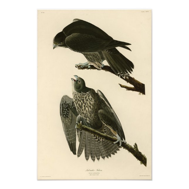 Labrador Falcon från Audubon Birds of America Fototryck (Framsidan)