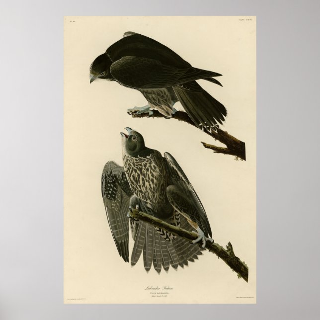 Labrador Falcon från Audubon Birds of America Poster (Framsidan)
