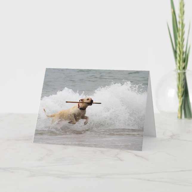 Labrador - Gult - Fetch! Kort (Framsida)