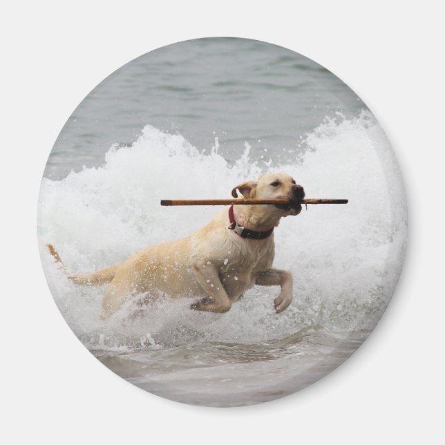 Labrador - Gult - Fetch! Magnet (Framsidan)