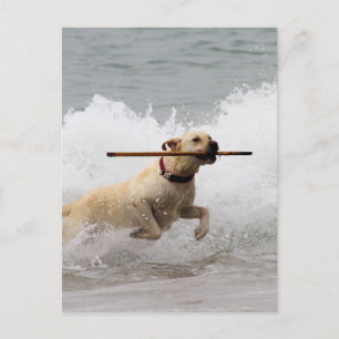 Labrador - Gult - Fetch! Vykort