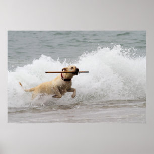 Labrador - gult - gå fetchen! poster
