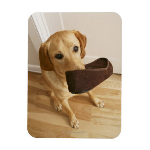 Labrador hämtar valp med toffel i sin magnet