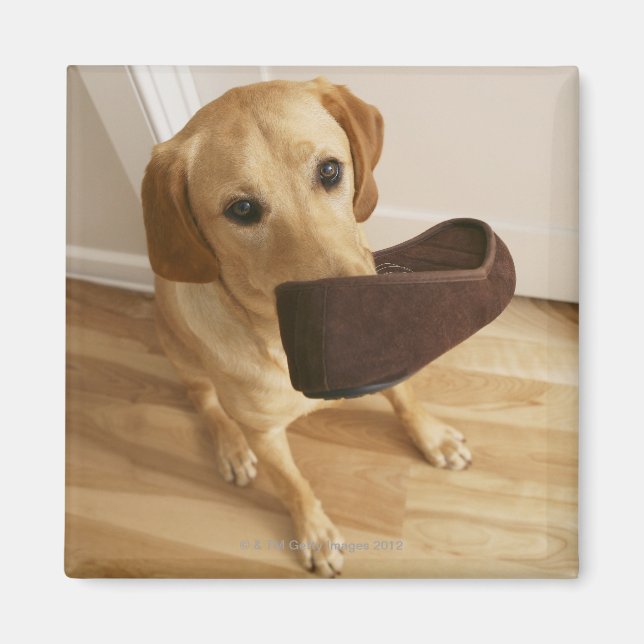 Labrador hämtar valp med toffel i sin magnet (Framsidan)
