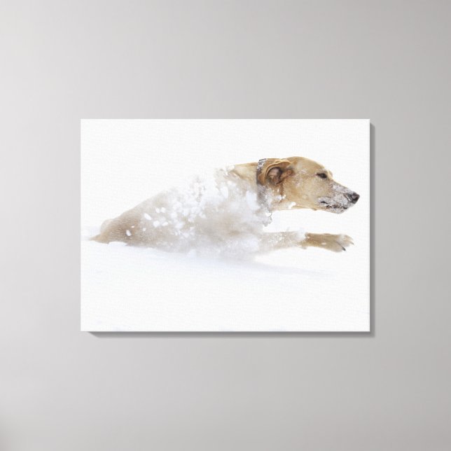 Labrador-hämtning genom djupt snö canvastryck (Framsida)