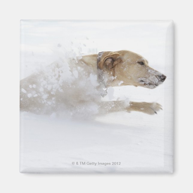 Labrador-hämtning genom djupt snö magnet (Framsidan)