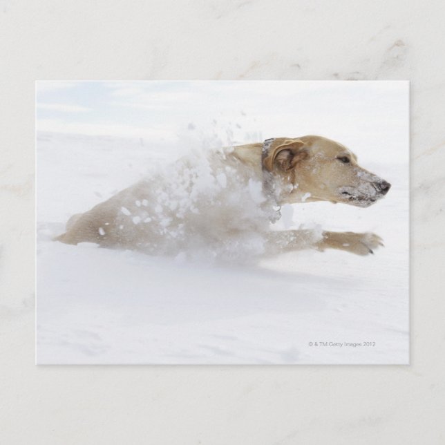 Labrador-hämtning genom djupt snö vykort (Framsida)