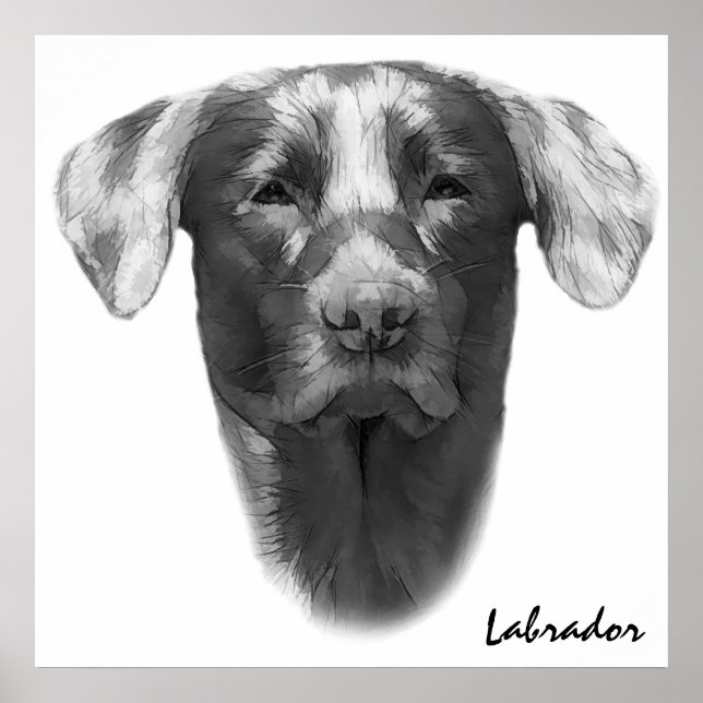 Labrador Hund Classic Poster (Framsidan)