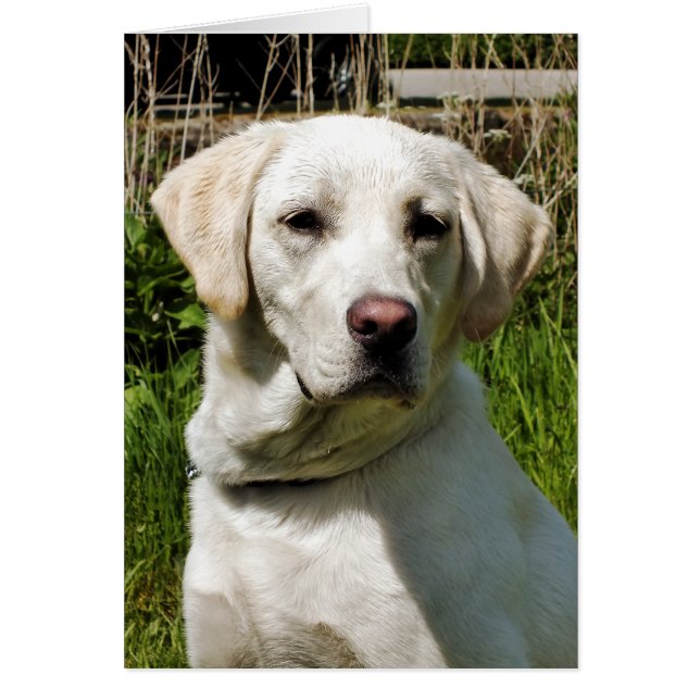 LABRADOR HUND GREETARD CARD HÄLSNINGSKORT (Framsidan)