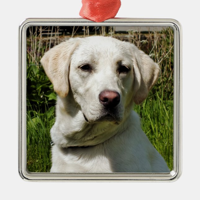 LABRADOR HUND JULGRANSPRYDNAD METALL (Framsidan)