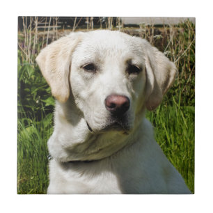 LABRADOR HUND KAKELPLATTA