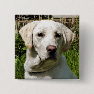 LABRADOR HUND KNAPP