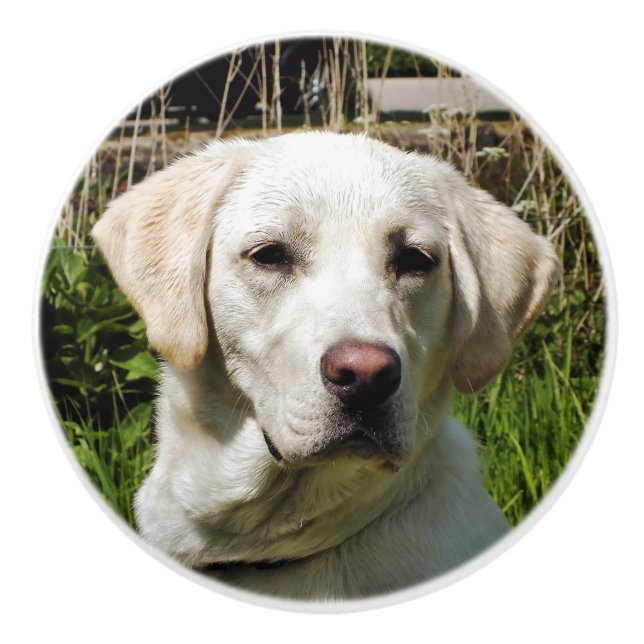 LABRADOR HUND KNOPP (Framsidan)
