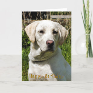 LABRADOR HUND KORT