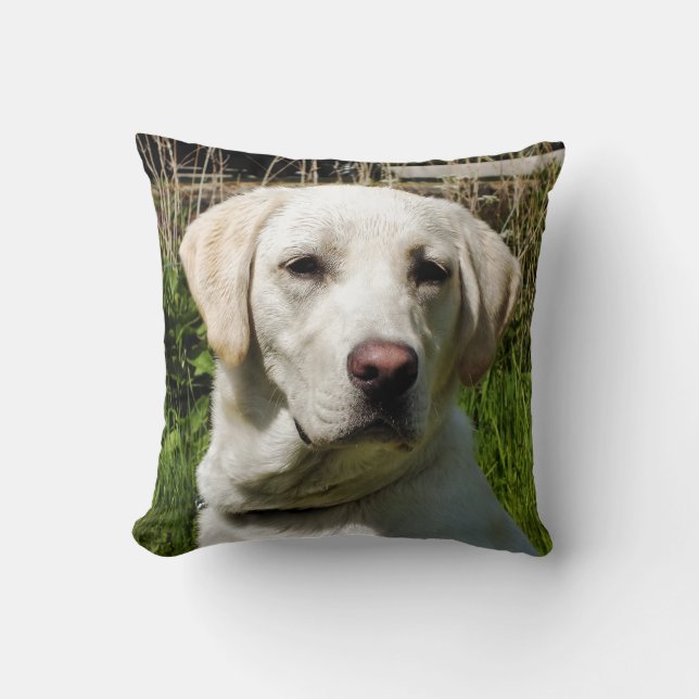LABRADOR HUND KUDDE (Framsida)
