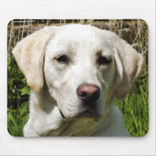 LABRADOR HUND MUSMATTA