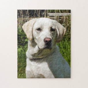 LABRADOR HUND PUSSEL