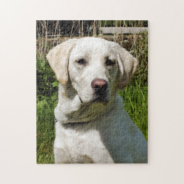 LABRADOR HUND PUSSEL (Vertikal)