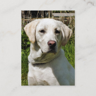 LABRADOR HUND VISITKORT