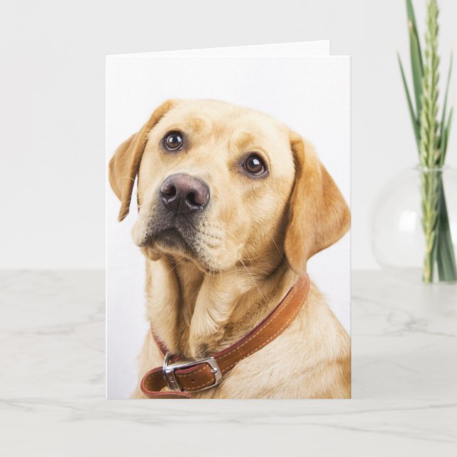 Labrador Kort (Framsida)