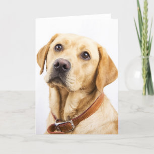 Labrador Kort