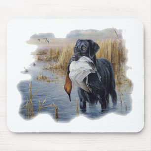 Labrador med Ankaankajakt Musmatta