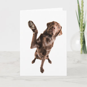 Labrador med en stor hög fem kort