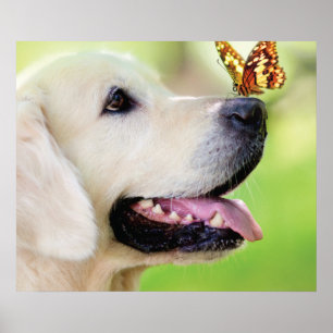 Labrador och fjäril Dekorativ kudde Poster