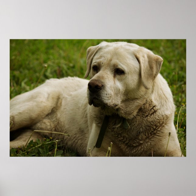 Labrador Photo Poster (Framsidan)