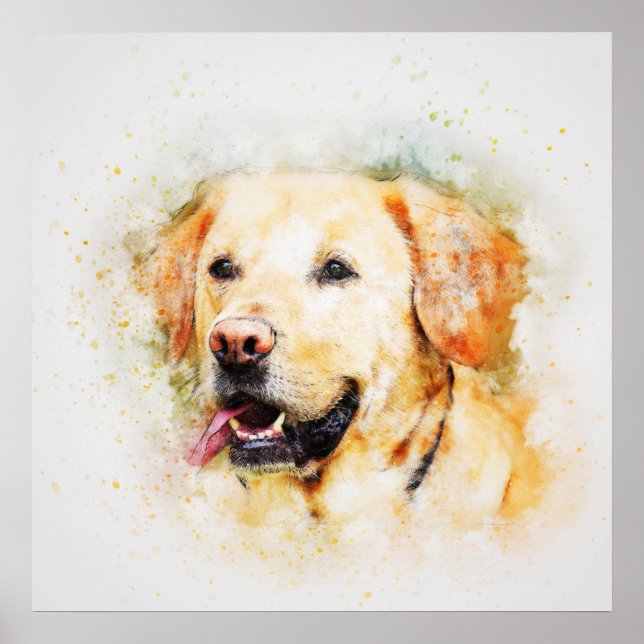 Labrador Poster (Framsidan)