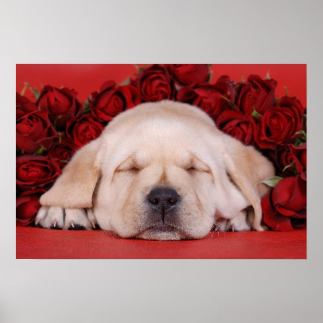 Labrador puppy och ro poster (Framsidan)